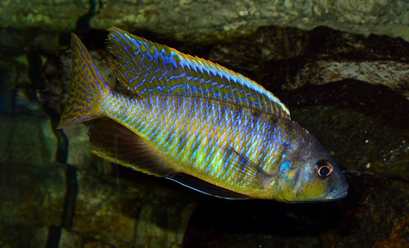 Mylochromis spilostichus 'Makokola Reef'